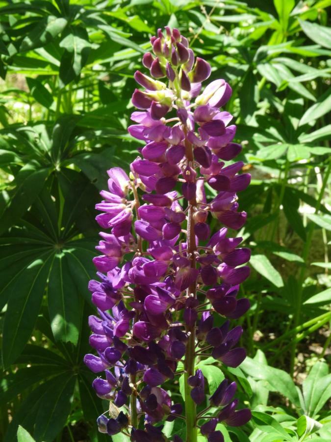 Le Pic-Vert Bolquere Pyrenees 2000 エクステリア 写真